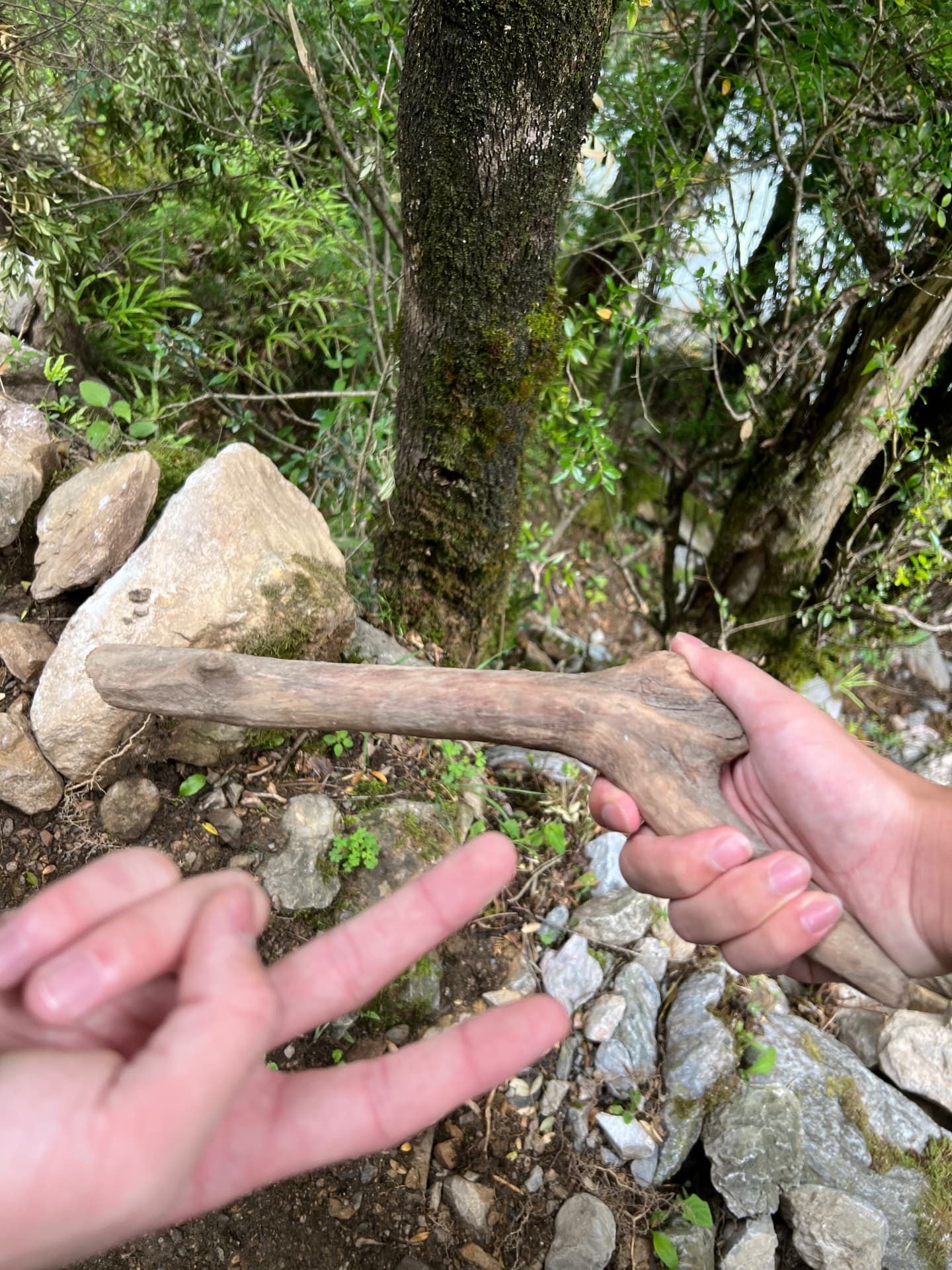 A wood stick found on the trail, shaped like a pistol
