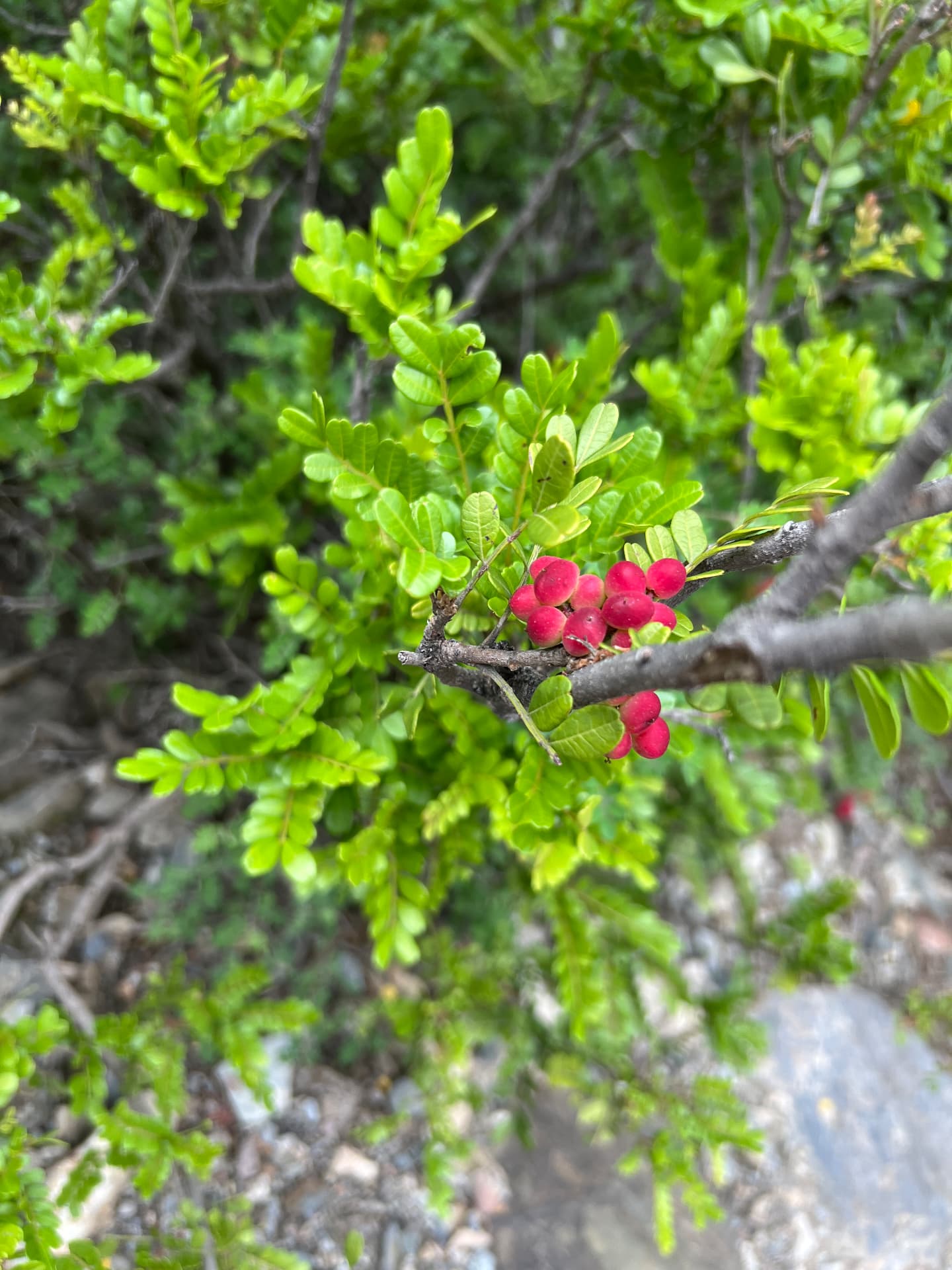 Red berries on a mountain shrub