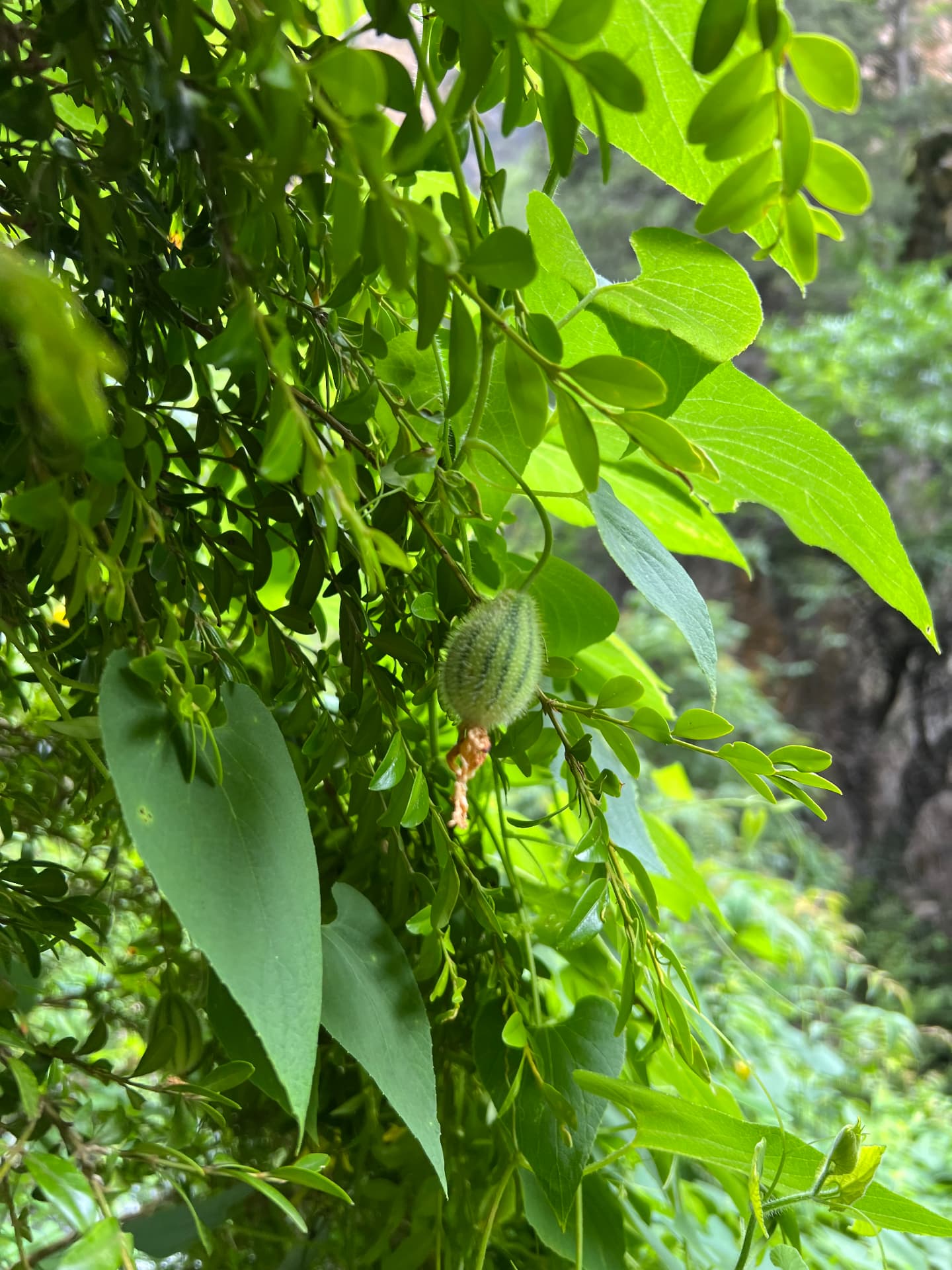 Broad-leaved climbing plant in the forest